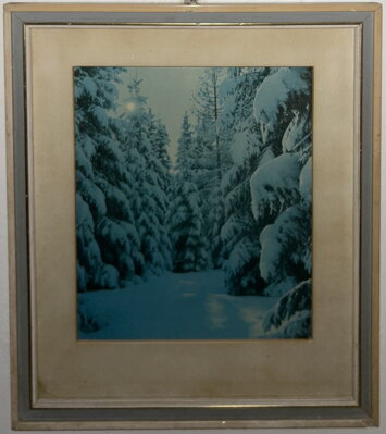 V ZIMNÍM LESE - FOTOGRAFIE