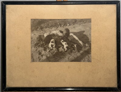 FENKA OHAŘE KOJÍCÍ SVÁ ŠTĚŇATA - FOTOGRAFIE