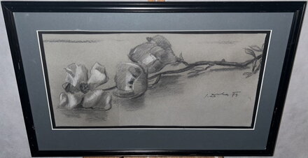 TULIPÁNY - DRHA JOSEF GRUBER