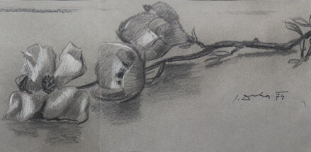 TULIPÁNY - DRHA JOSEF GRUBER