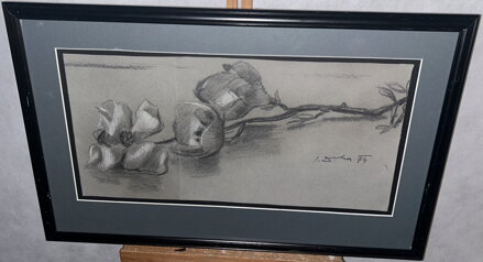 TULIPÁNY - DRHA JOSEF GRUBER