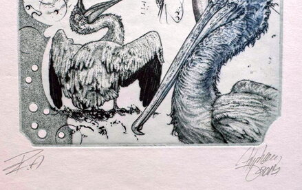 AKT - KRMENÍ PELIKÁNŮ GRANÁTOVÝMI JABLKY - HUJBER GÜNTER