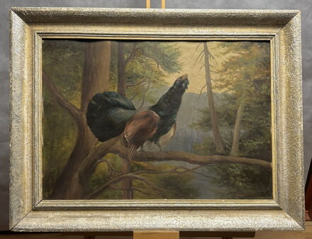 TOKAJÍCÍ TETŘEV HLUŠEC V LESE - KOUTECKÝ MILOSLAV V.