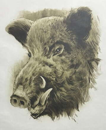 DIVOČÁK - VAIC ALEŠA