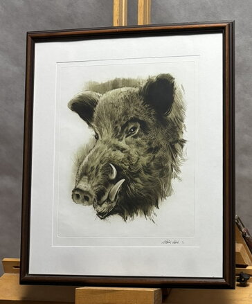 DIVOČÁK - VAIC ALEŠA