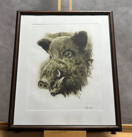 DIVOČÁK - VAIC ALEŠA