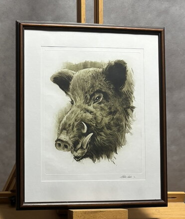 DIVOČÁK - VAIC ALEŠA