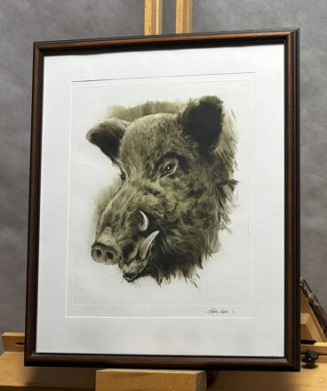 DIVOČÁK - VAIC ALEŠA