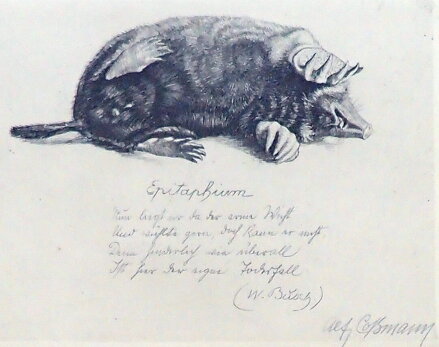 MRTVÝ KRTEK EPITAPHIUM - COSSMANN ALFRED