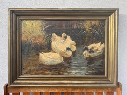 KACHNY NA RYBNÍKU - FISCHHOF GEORG SCHWARTZ K.