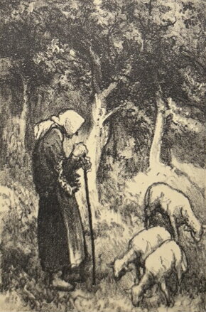 STAŘENKA A OVCE - VODRÁŽKA JAROSLAV
