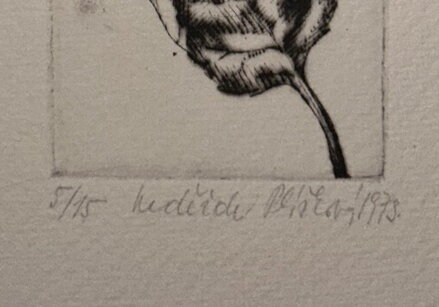 OBRYS JABLKA V LISTU - NEPRAŠOVÁ PLÍŠKOVÁ NADĚŽDA