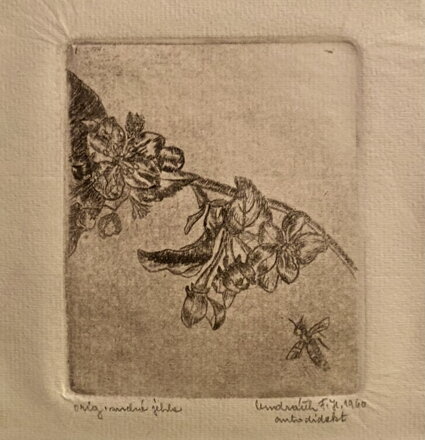 MEDONOSNÉ KVĚTY - VONDRÁČEK F. J.