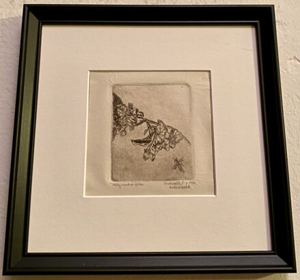 MEDONOSNÉ KVĚTY - VONDRÁČEK F. J.