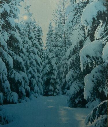 V ZIMNÍM LESE - FOTOGRAFIE V ZIMNÍM LESE - FOTOGRAFIE