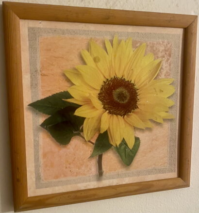 SLUNEČNICE - REPRODUKCE