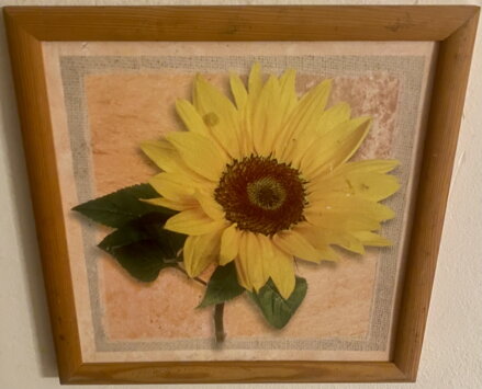 SLUNEČNICE - REPRODUKCE