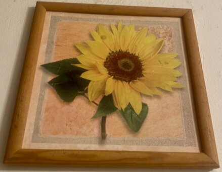 SLUNEČNICE - REPRODUKCE