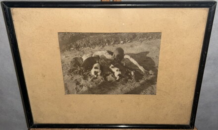 FENKA OHAŘE KOJÍCÍ SVÁ ŠTĚŇATA - FOTOGRAFIE