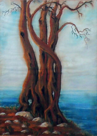 MASLINA - OLIVA - SIGNOVÁN