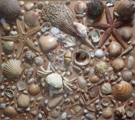 OBRAZ ZE SCHRÁNEK MOŘSKÝCH TVORŮ