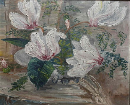 BÍLÁ MAGNOLIE - PHILIPPI