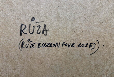 RŮŽA ( RŮŽE BOURBON FOUR ROSES ) - SAUDEK PATRIK