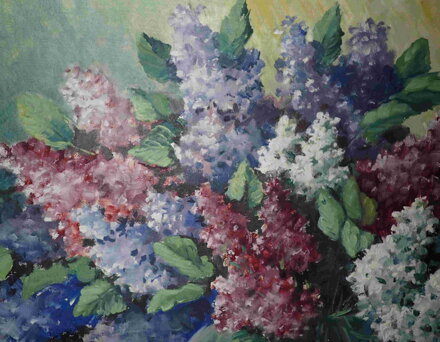 BAREVNÉ ŠEŘÍKY - SCHÄFER KAREL