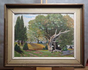 STROM V PARKU - HRABÁK